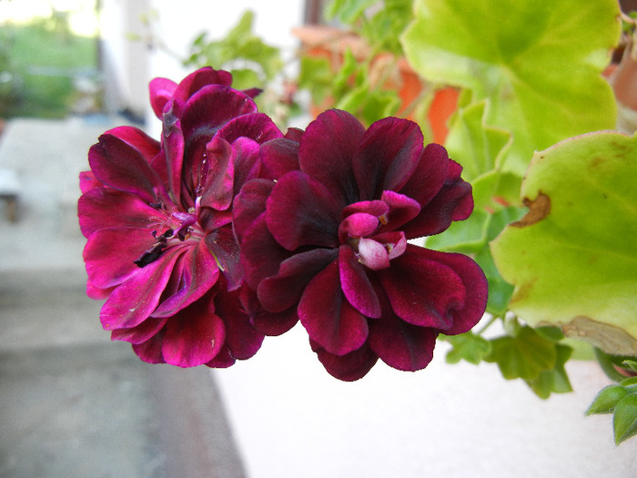 Ivy geranium Taj Mahal (2011, Aug.13)