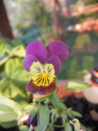 Purple Trailing Pansy (2011, Sep.20) - Trailing pansy Purple