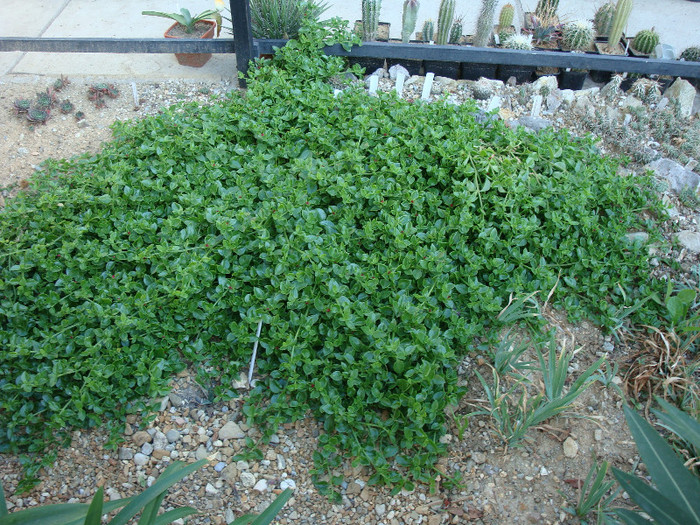 Aptenia lancifolia (L.Bolus); Este o planta invaziva, acoper%u0103 tot, 
