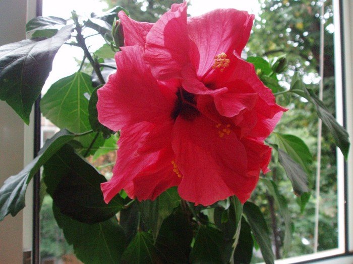 PA114268 - Hibiscus