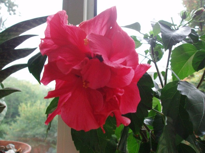 PA114266 - Hibiscus