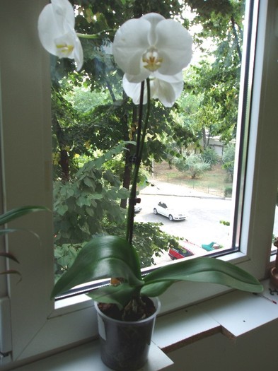 phale - Orhidee