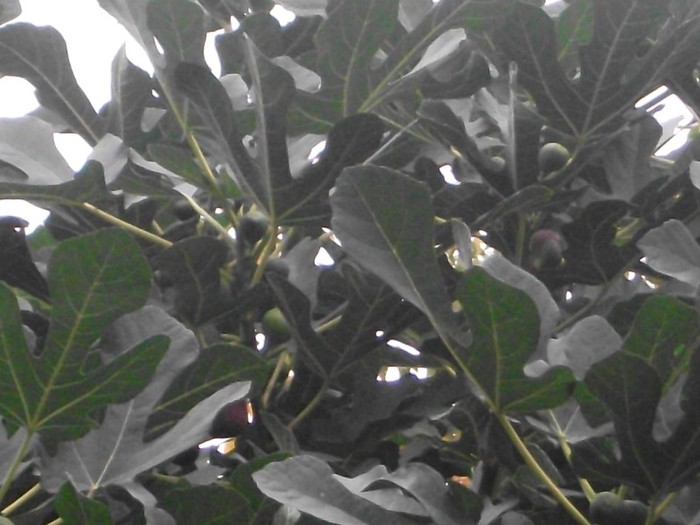 Picture 013 - toamna