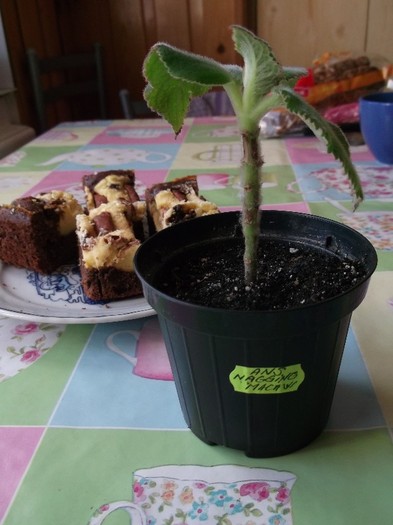 DSCF0395 - FLORI DIVERSE