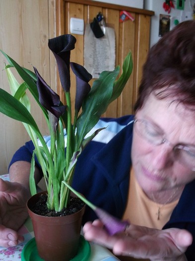 O FLORICICA S-A DERANJAT - FLORI DIVERSE