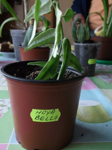 HOYA BELLA - FLORI DIVERSE