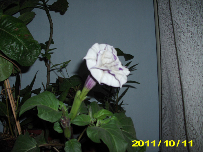 datura dubla