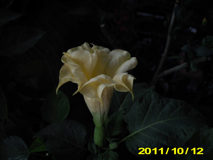 datura galbena dubla