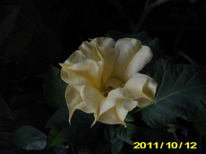 Picture 010