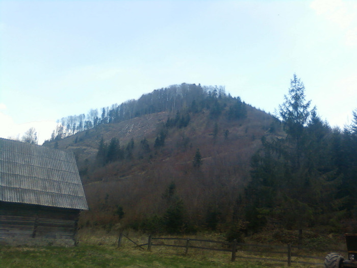 dupa defrisare