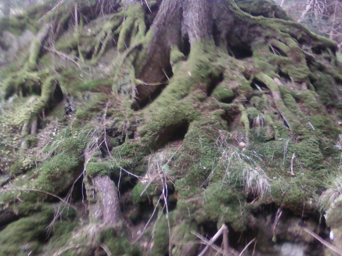 radacini de brad - lacul lesu