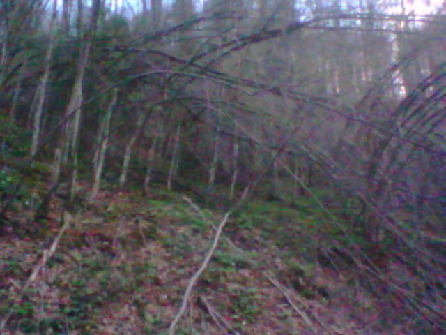 copaci indoiti de furtuna