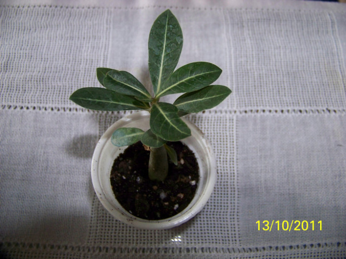 adenium