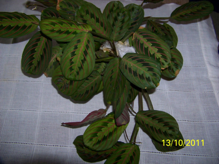 maranta