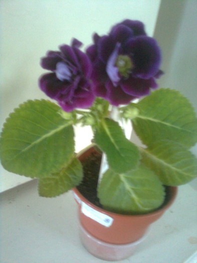 mova 2 - gloxinia 2011