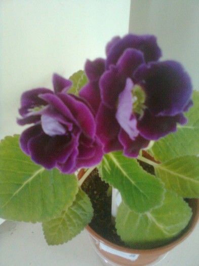 Imagine1251 - gloxinia 2011