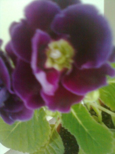 Imagine1252 - gloxinia 2011