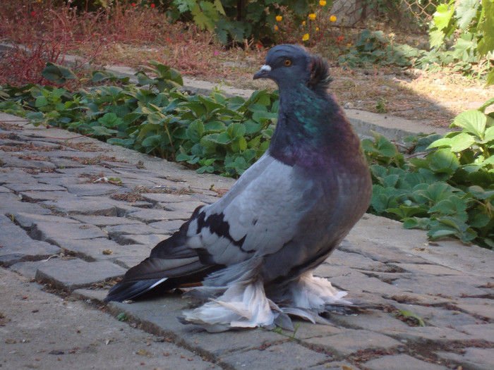 DSC05175 - uriasi maghiari 2011