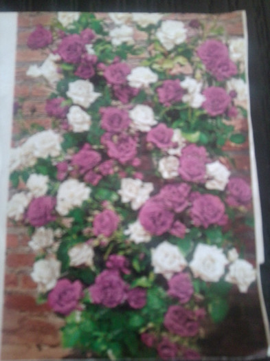 Fotografie1614 - trandafirii mei-achizitii