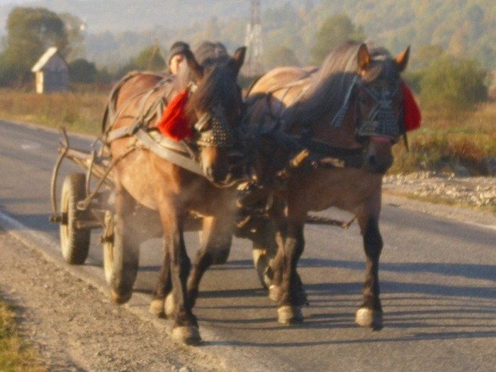 DSCI0935 - Semigreii lui Dunca din Maramures  Calinesti