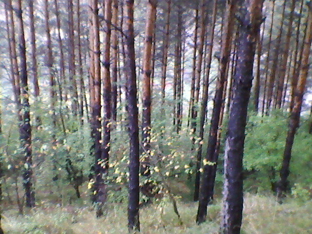 pe munte la suncuius 4