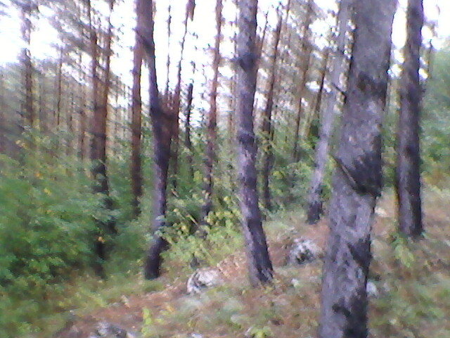 pe munte la suncuius 5