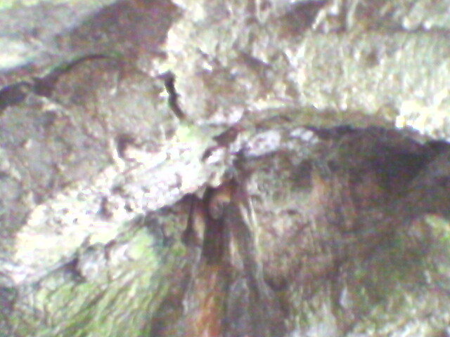 pestera unguru mare 2