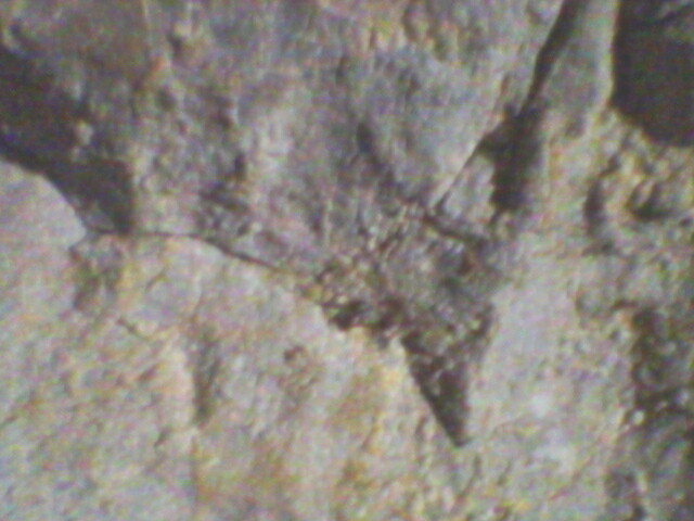 pestera unguru mare 22 - suncuius 2011