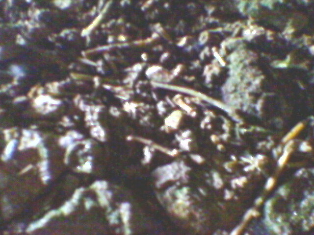oase de liliac