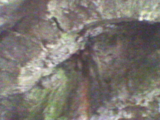 pestera unguru mare 44
