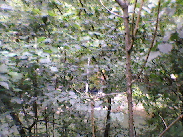 cascada vadu crisului (1) - vadu crisului 2011