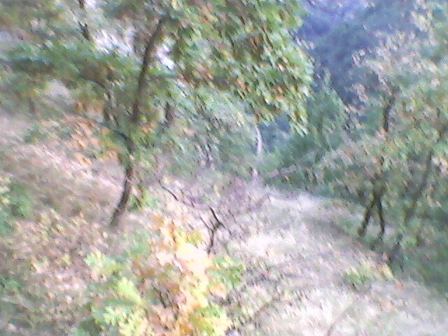 defileul crisului repede (10)