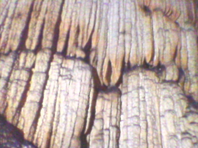 pestera Vadu Crisului (8)