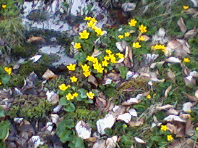 flori galbene 1