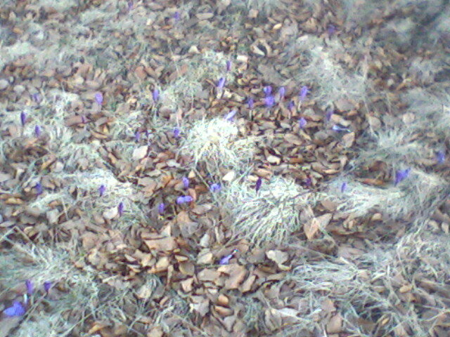 flori violete 1