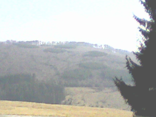 padure laizvoare