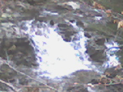 valea lupului 11