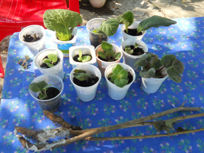violete,gloxinii, liliac Florentina - A14 primite la schimb 2011-2012-2013