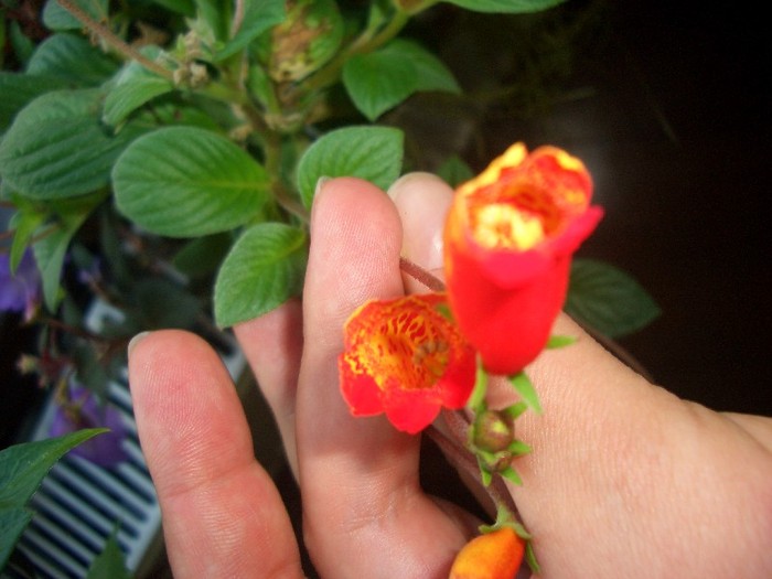 CIMG4271 - gloxinia-kohleria-achimenes