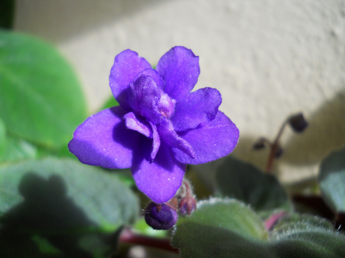 violeta Florentina - A14 primite la schimb 2011-2012-2013