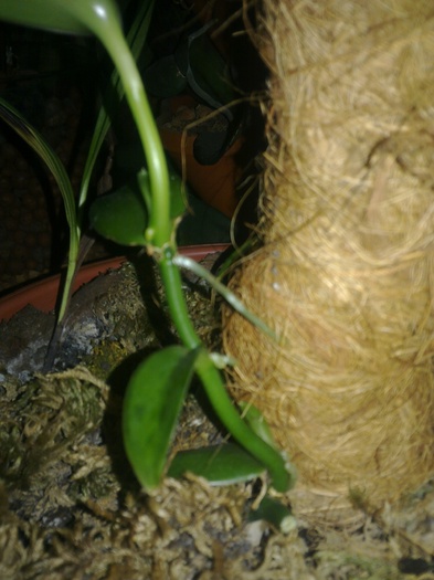 vanilla radacini - vanilla planifolia