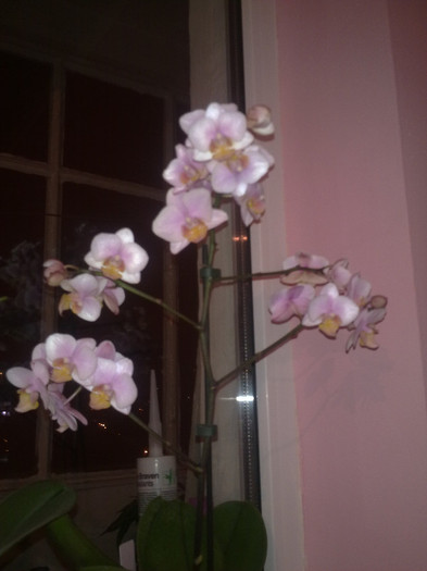 13102011027 - Orhidee