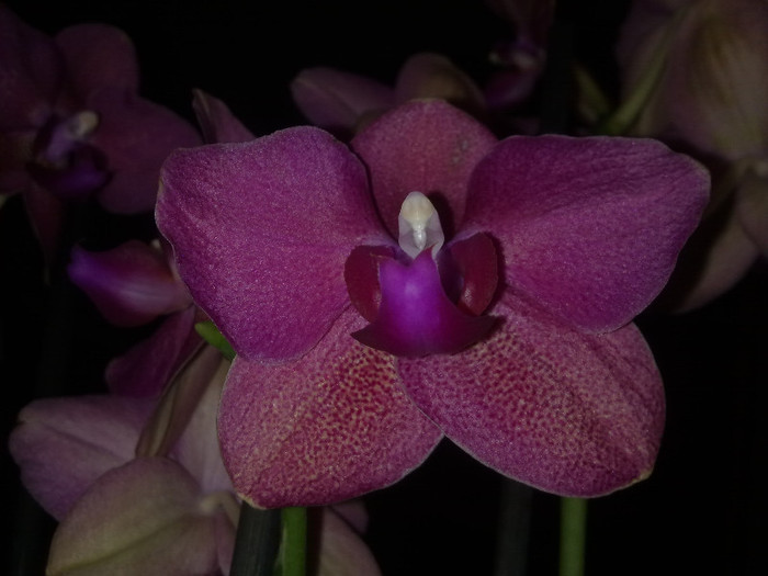 21092011014 - Orhidee