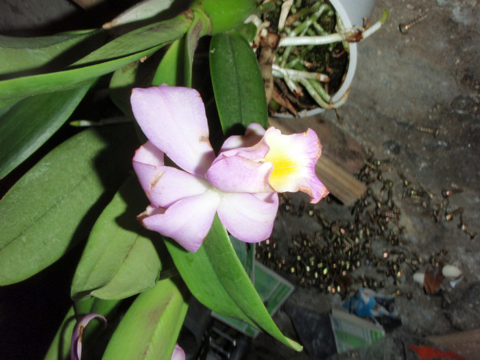 una roz - Cattleya