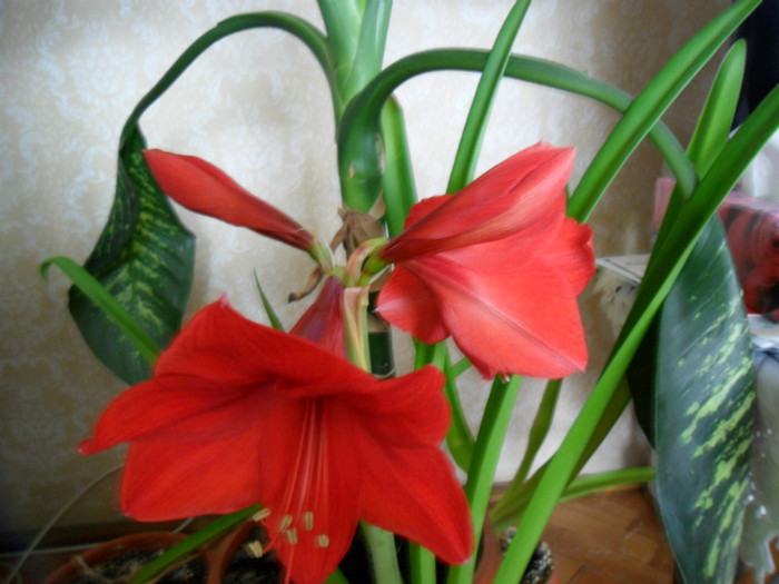 liberty - amaryllis