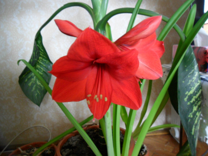 SAM_0037 - amaryllis