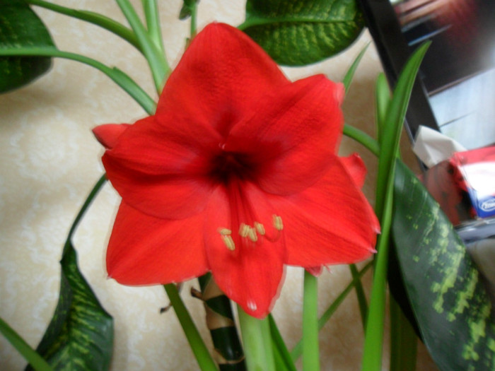 SAM_0040 - amaryllis