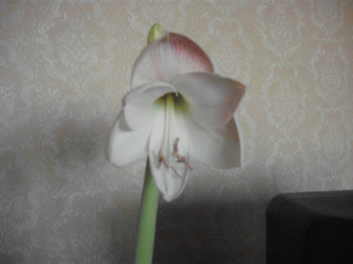 appleblossom - amaryllis