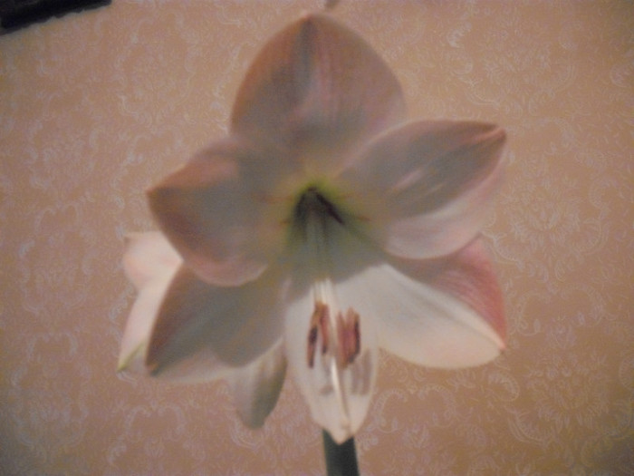 appleblossom - amaryllis