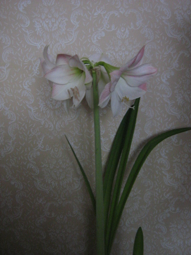 IMG_5725 - amaryllis